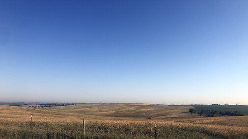 Pasture grass