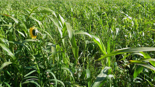 Field of forage crop