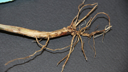 Rhizoctonia root rot of soybeans