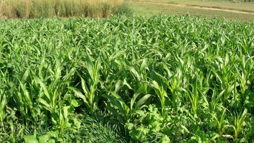 Corn silage