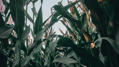 Corn field