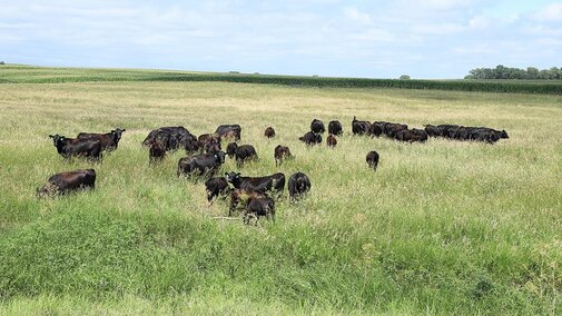 Cattle grazing pasture