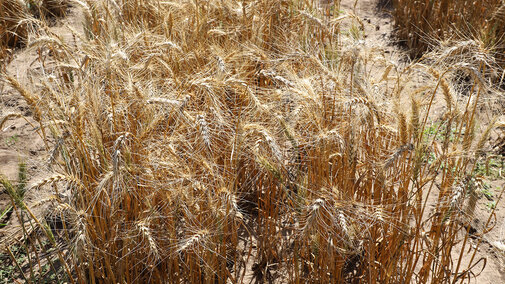 Wheat harvest