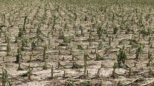 Hail damaged corn 