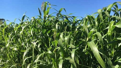 sorghum-sudangrass field