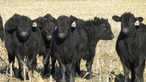 Cattle in pasture