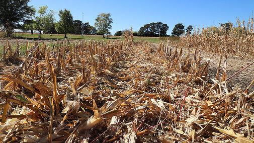 Corn residue