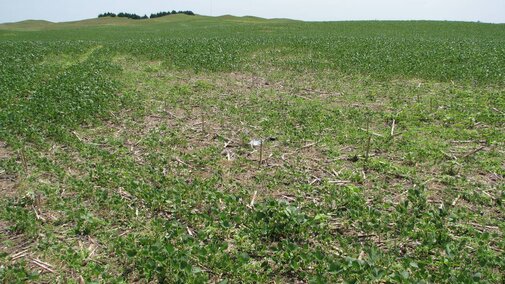 Example of stunting and yellowing in soybeans