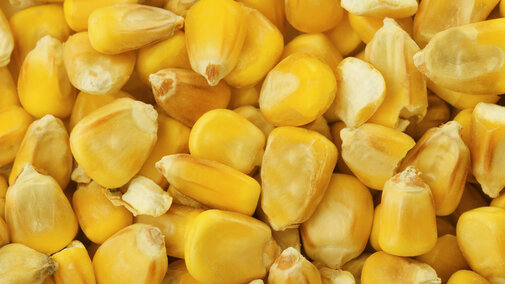 Corn kernels