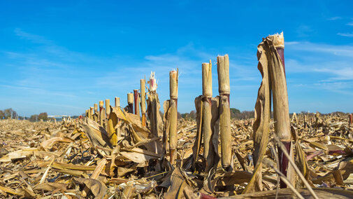 Cornstalks