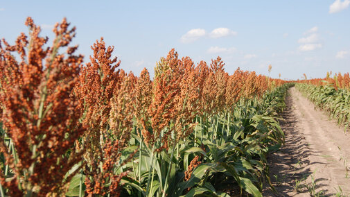 Sorghum field