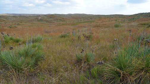 Yucca plants