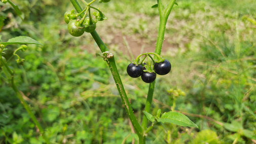  Nightshade plant
