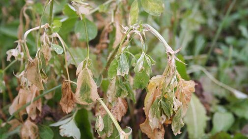 Frost damaged alfalfa