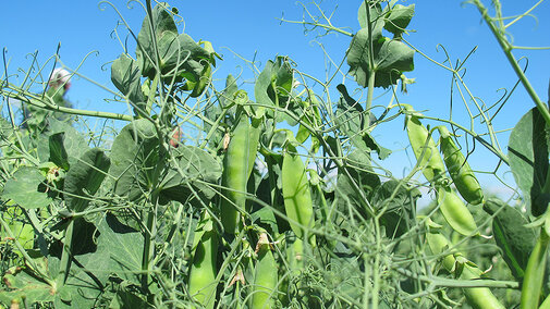 Field peas