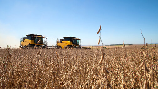 Harvesting soybeans