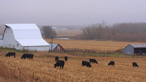 Cattle grazing cornstalks