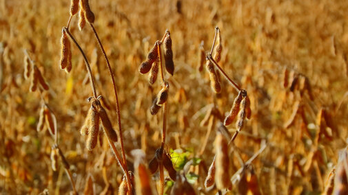 Soybean pods