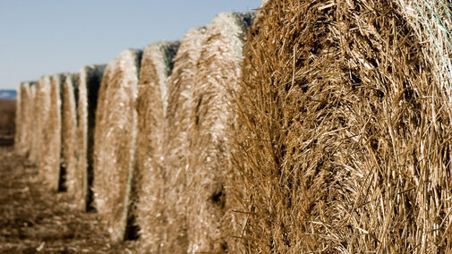 Hay bales in field