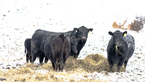 Cattle eating hay