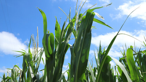 corn tassels on the top of the corn plant