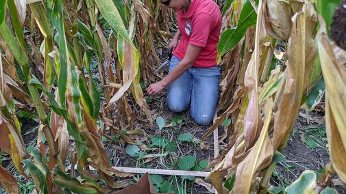 Jenny Rees in cornfield clipping cover crop biomass for an on-farm research study