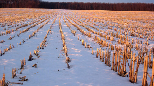 Cornstalks under snow
