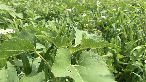 Cover crops in field