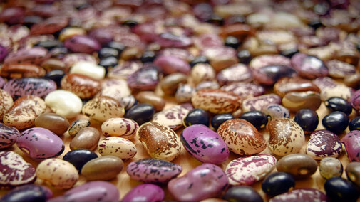 Dry edible beans