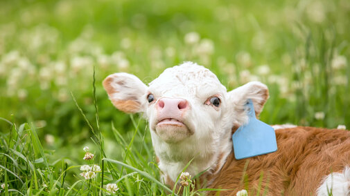 Calf in clover