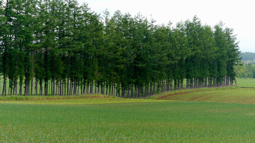 Windbreak in field