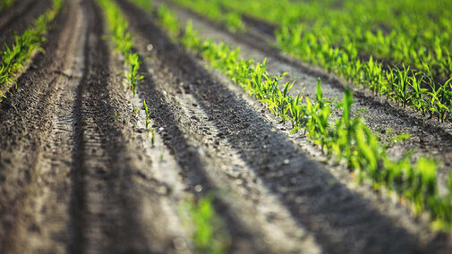 Planted field