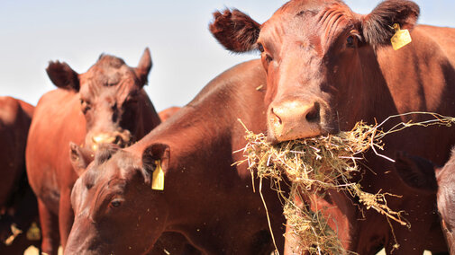 Cattle eating hay