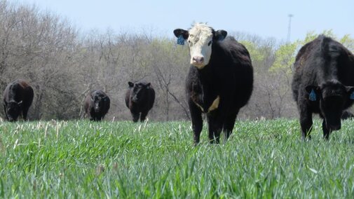 Cattle grazing