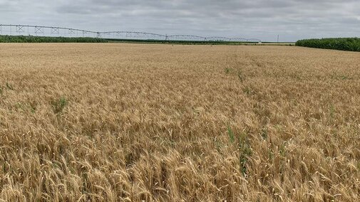 Hard red spring wheat field