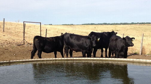 Cattle at pond