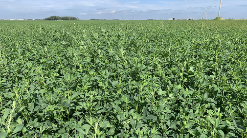 Alfalfa field