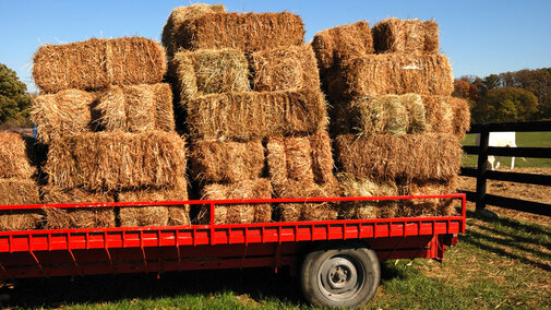 Hay bales on trailer