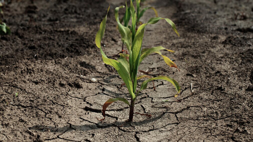 Drought-affected field