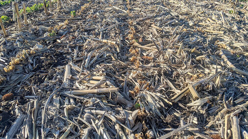 Frost damaged soybeans