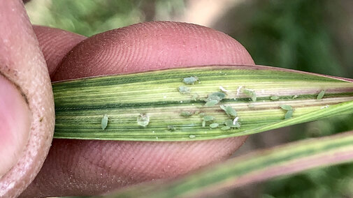 Russian wheat aphids