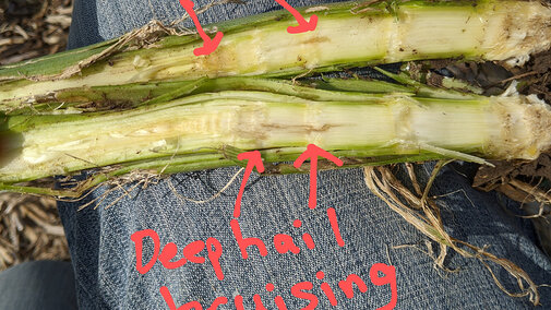 Hail damaged corn