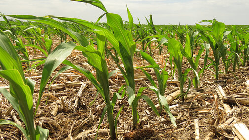 On-farm research field