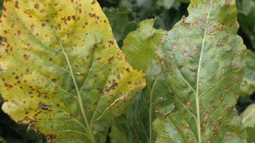 Cercospora