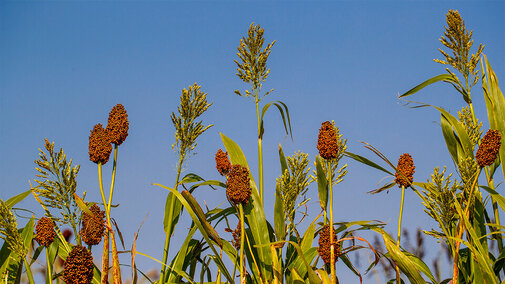 Sorghum field