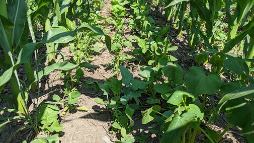 Cover crop mix drill interseeded