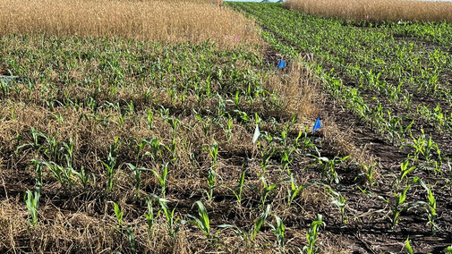 Cover crop field