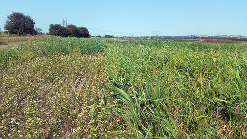 Cover crop field