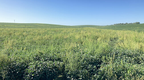 Field with weeds