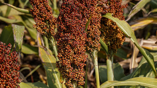 Sorghum field